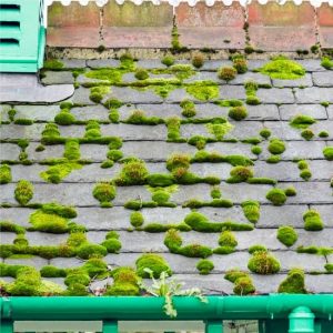 Moss growth on roof